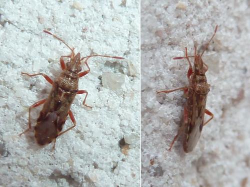 Réf. 219 821 : Belonochilus numenius